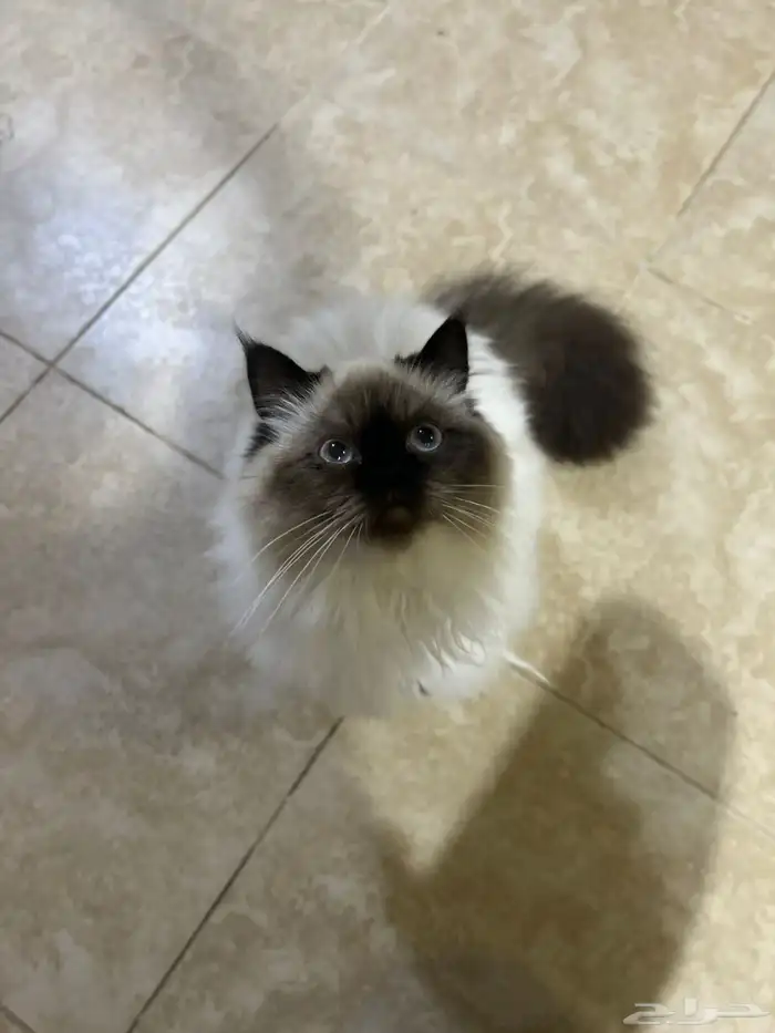 قطط للتبني 1