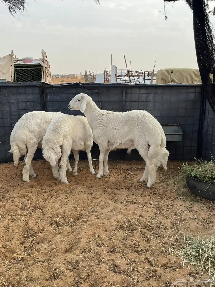 خرفان حريات 0