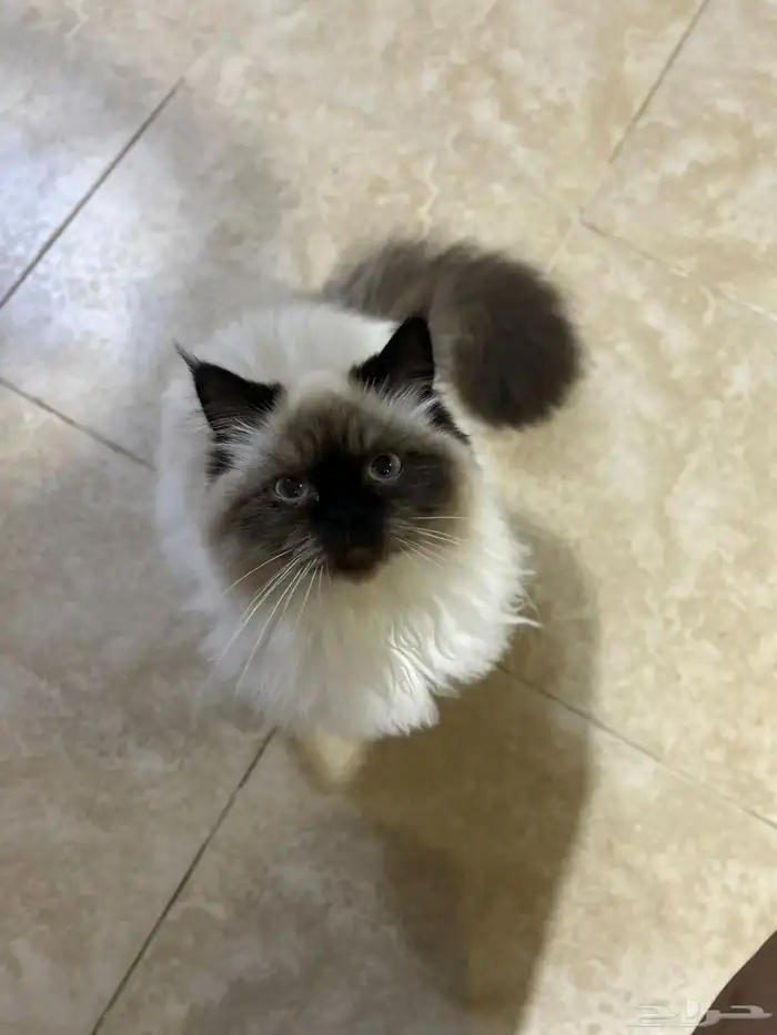 قطط للتبني 2