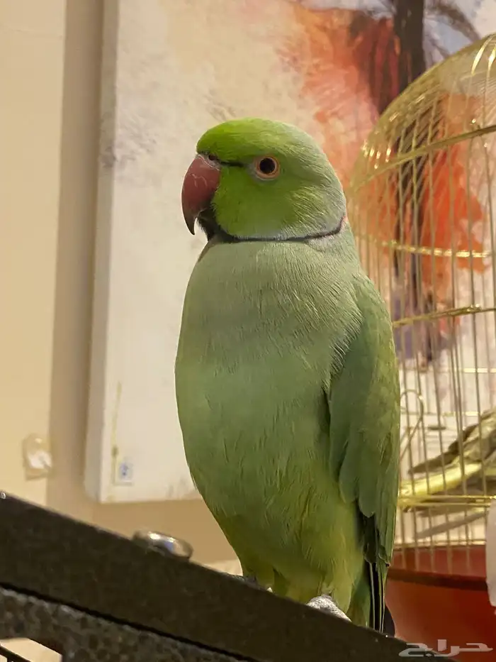 ببغاء للبيع دره هندي 3