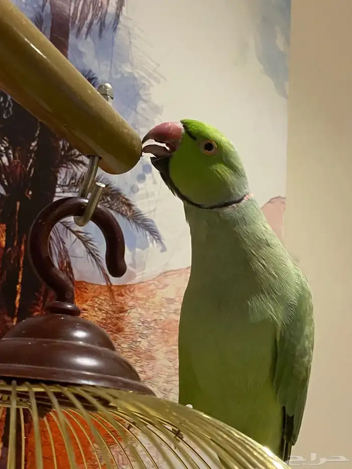 ببغاء للبيع دره هندي 1