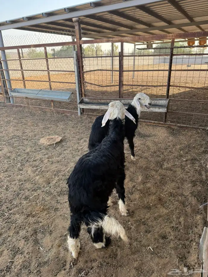 خرفان ذبايح 5