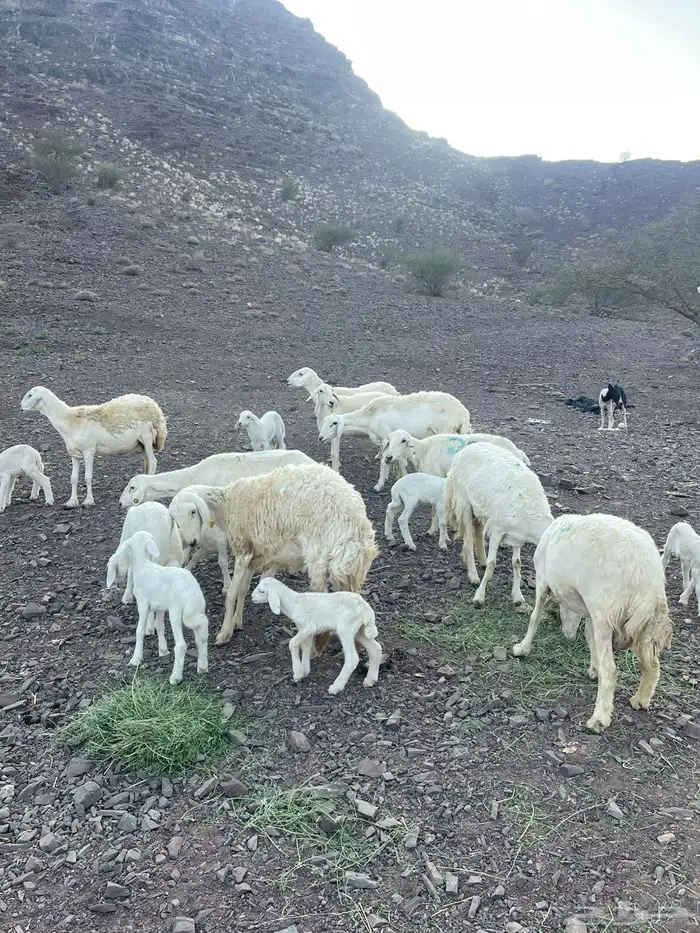 غنم ولد طيبه 1