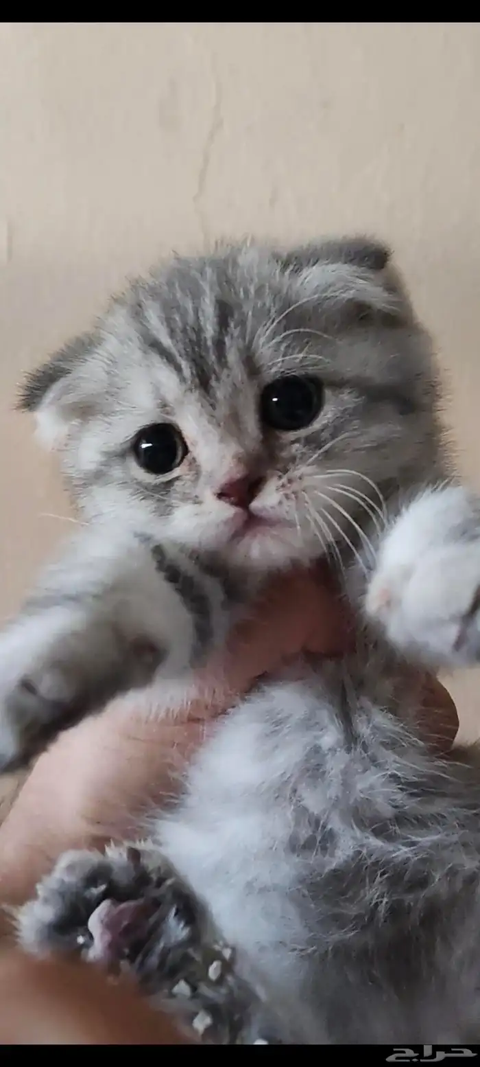 كيتن أنثى سكوتش فولد للبيع 0