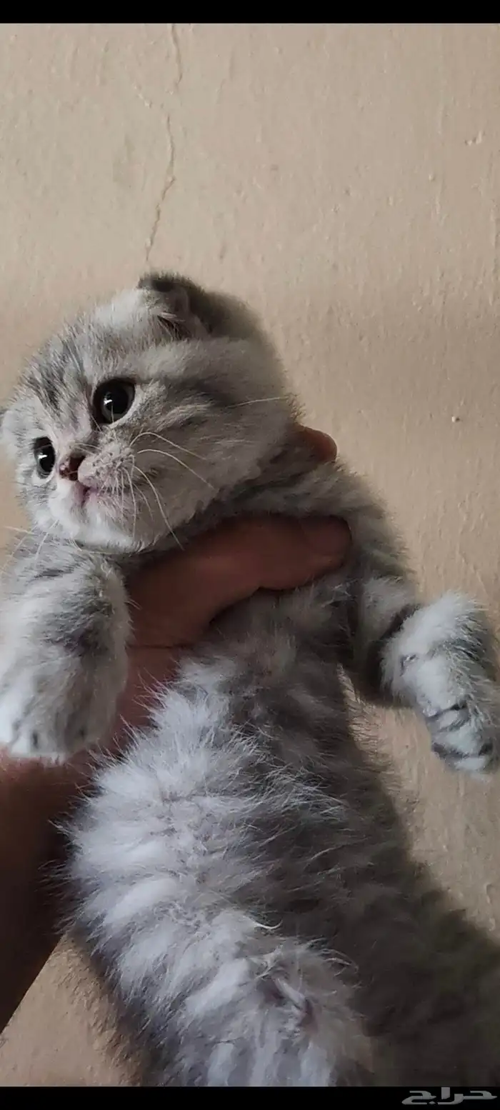 كيتن أنثى سكوتش فولد للبيع 1