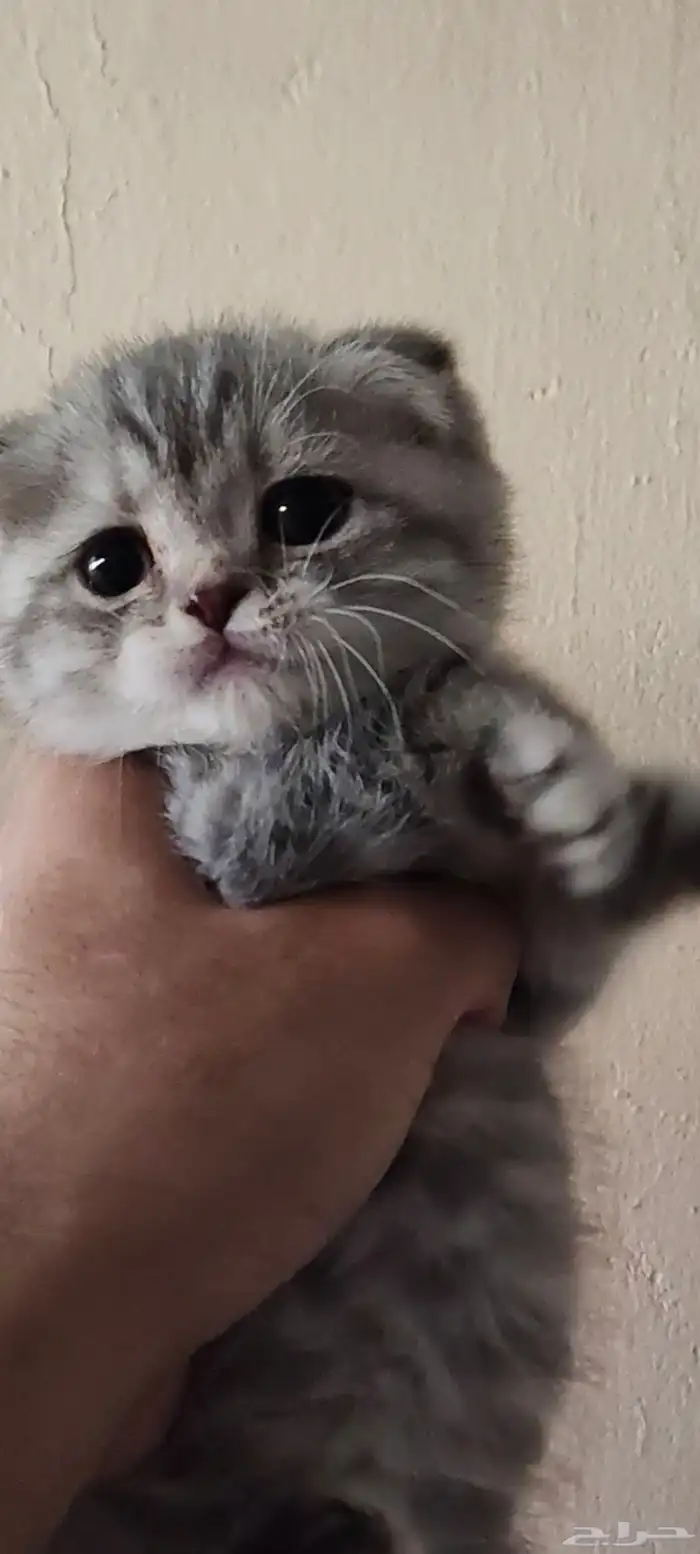 كيتن أنثى سكوتش فولد للبيع 3