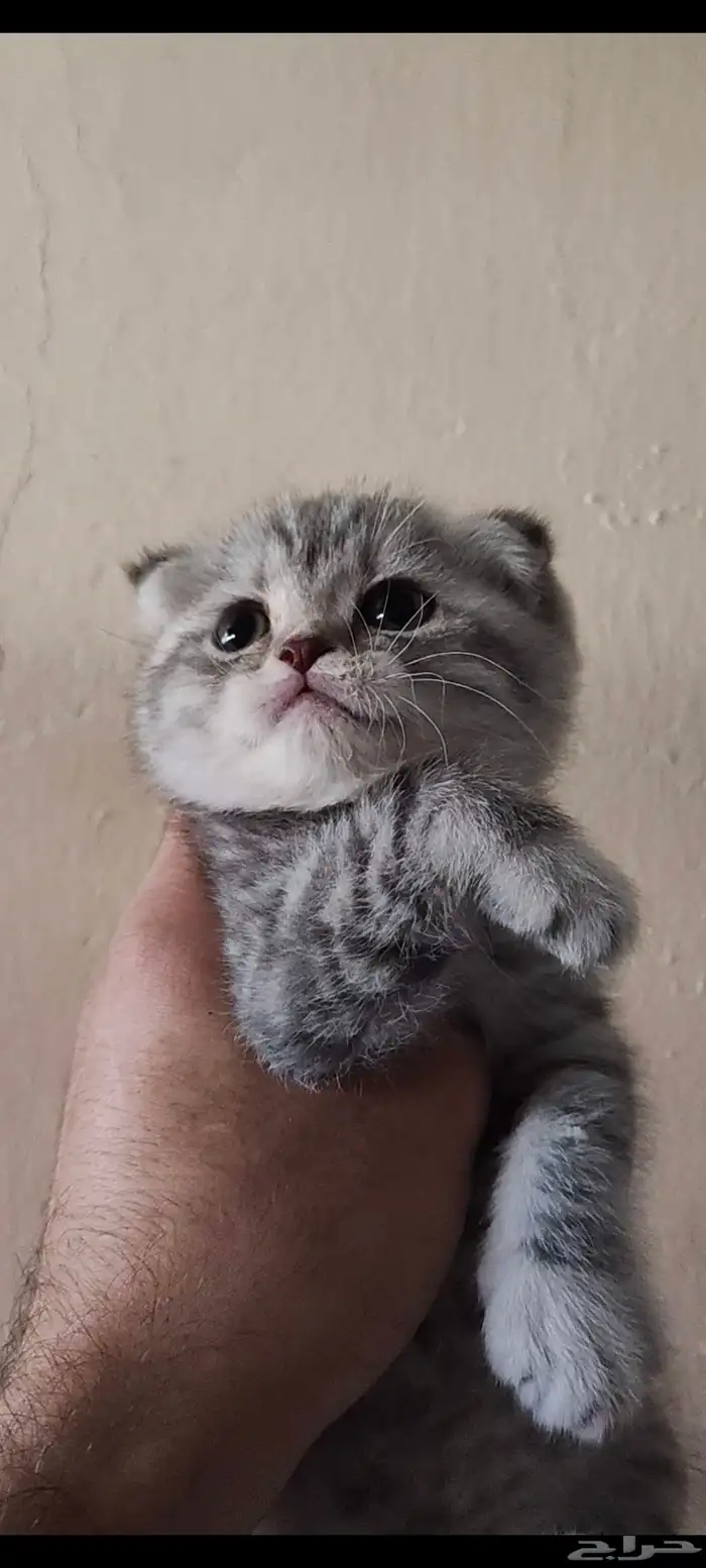 كيتن أنثى سكوتش فولد للبيع 2