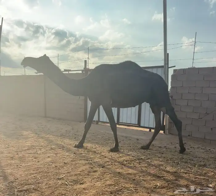 ضروبه طيبه 3