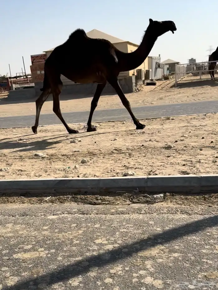 للبيع بكرتين مجاهيم الكفووو 1