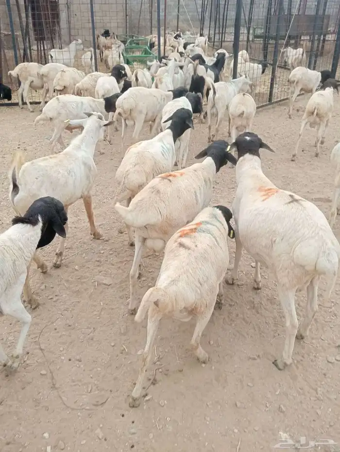 برابر صومالية تربية مزرعتنا في معشوقة 1