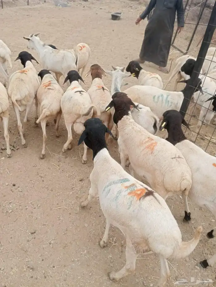 برابر صومالية تربية مزرعتنا في معشوقة 2