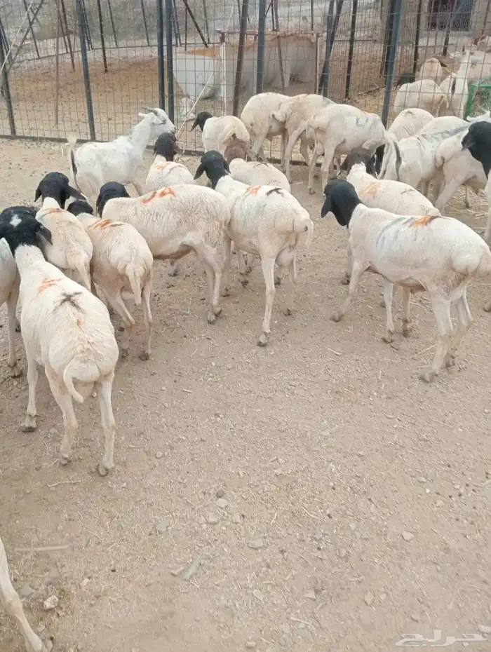 برابر صومالية تربية مزرعتنا في معشوقة 3