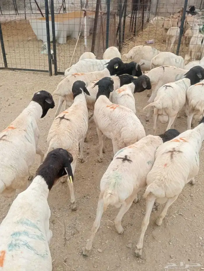 برابر صومالية تربية مزرعتنا في معشوقة 0