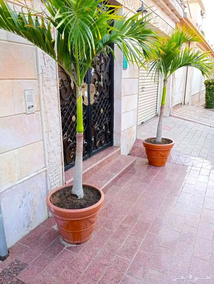 زرع طبيعي عشب طبيعي شبكات راي اشجار نباتات احواض زراعة طبيعي 16