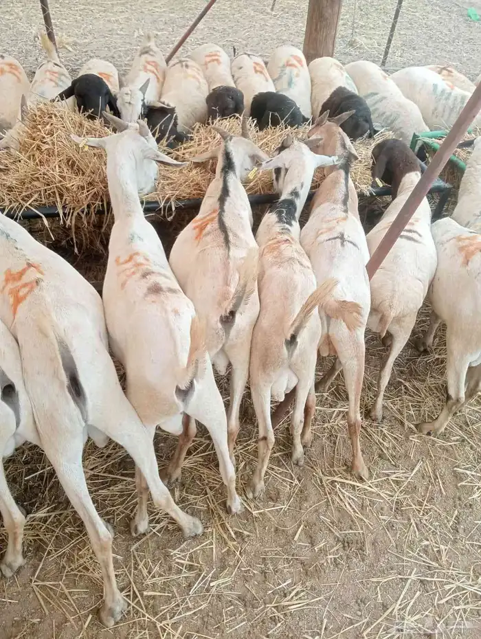 تيوس ممتازه ب أسعار مناسبه للجميع بمزرعه الباحه معشوقه 2