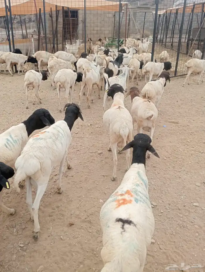 بربري وتيوس تربيه أوزان طيبه 550 ريال 4