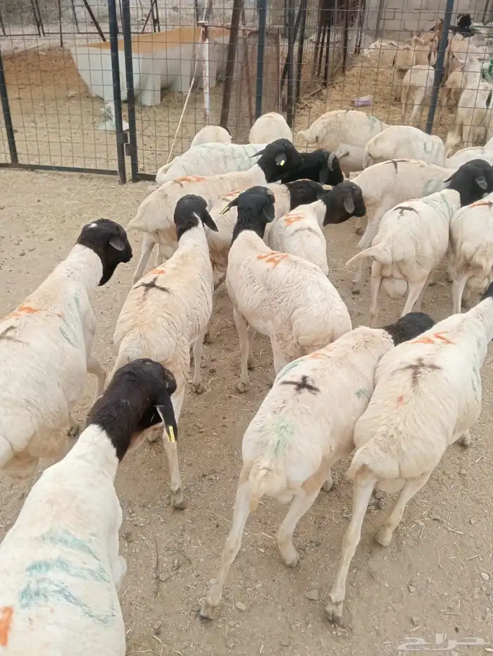 بربري وتيوس تربيه أوزان طيبه 550 ريال 8