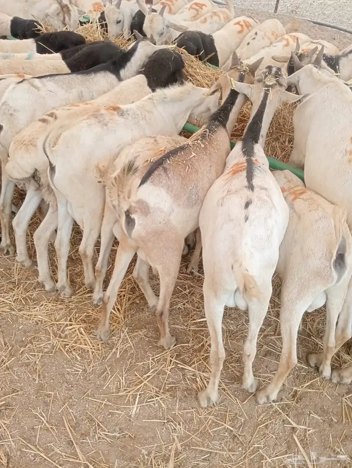 بربري وتيوس تربيه أوزان طيبه 550 ريال 5