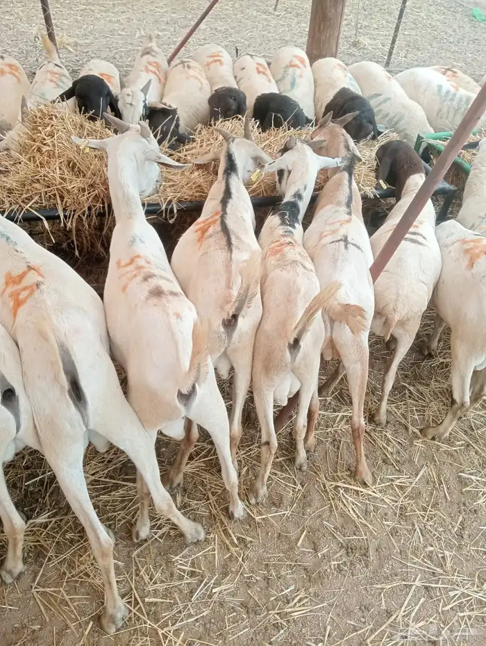 بربري وتيوس تربيه أوزان طيبه 550 ريال 6