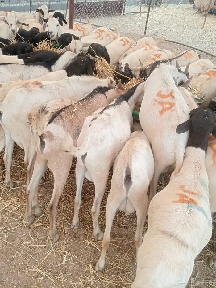 بربري وتيوس تربيه أوزان طيبه 550 ريال 3