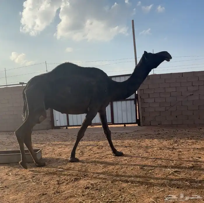 ضروبه طيبه 5