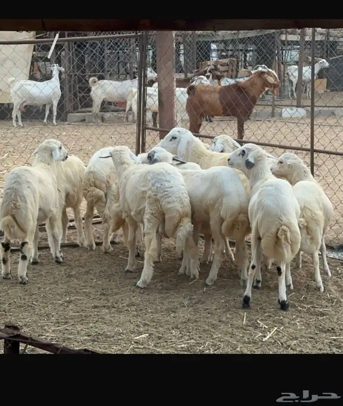 طليان ذبايح عدد 9 الموقع القنفذه 2