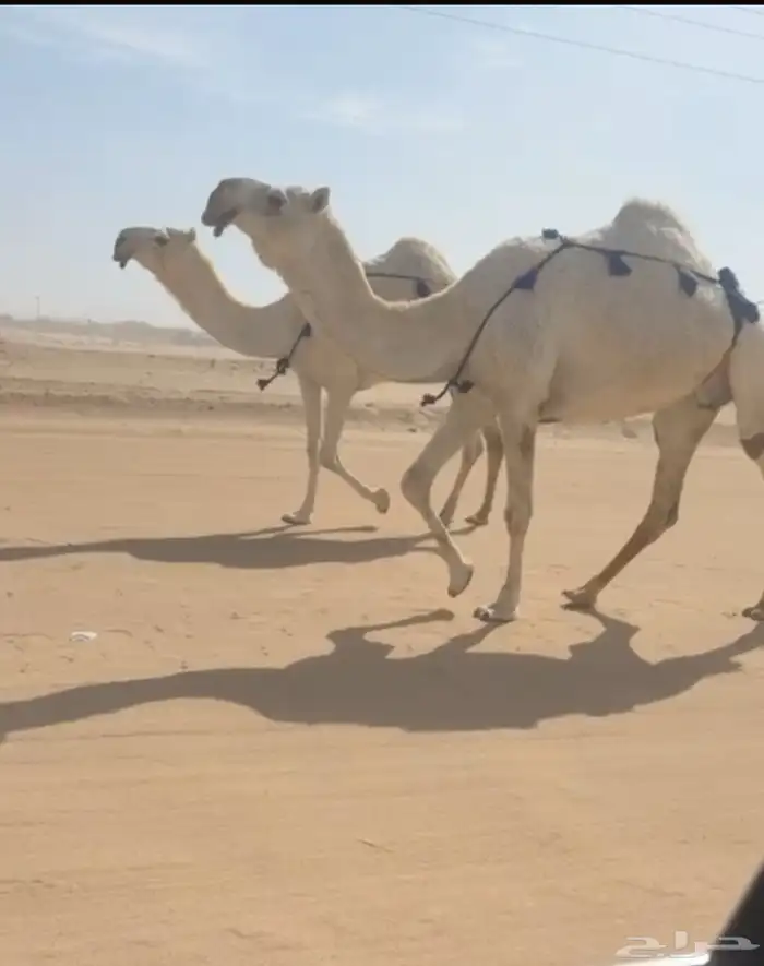 عشاير وضح مبيعه عيالها وجاهزه للفحل 0