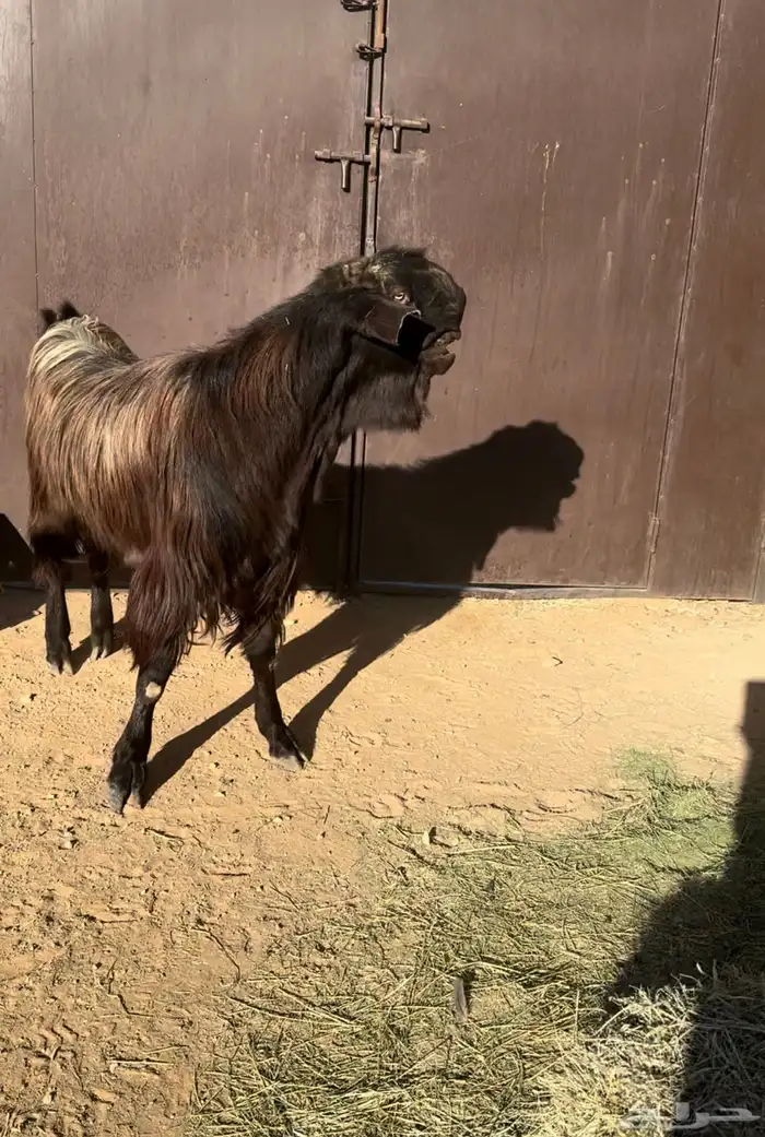 تيس شامي للبيع سديس 0