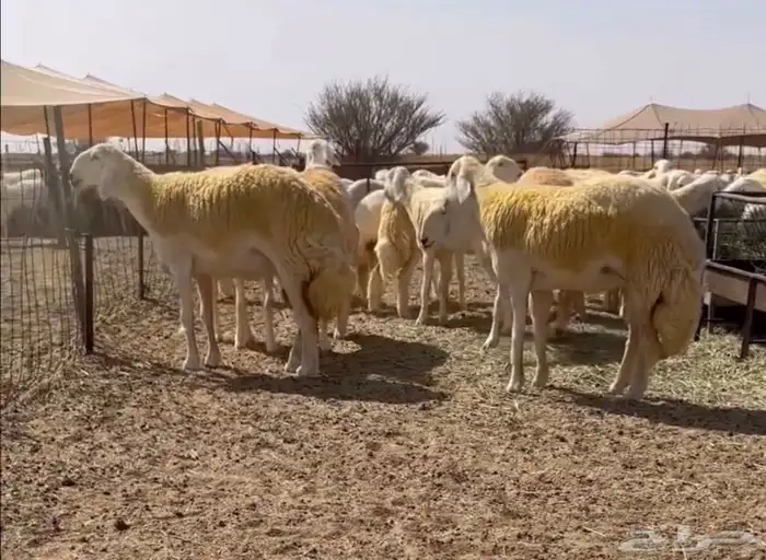 فحل حري صنف نادر مشروط من حلال ابن عيضه الوذيناني 2