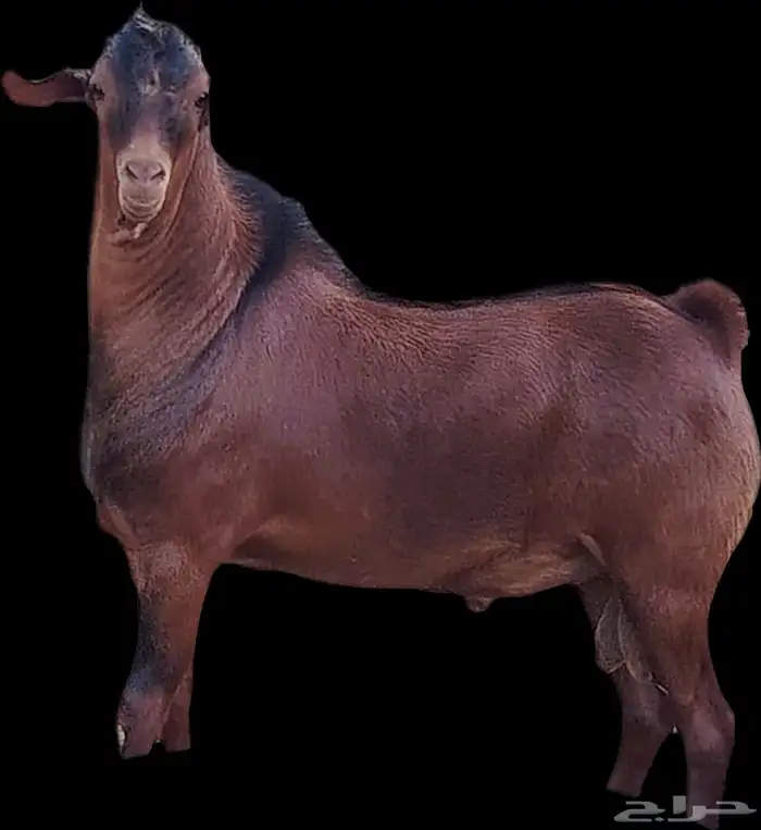 فحل أدهم عرض رقم (3) 2