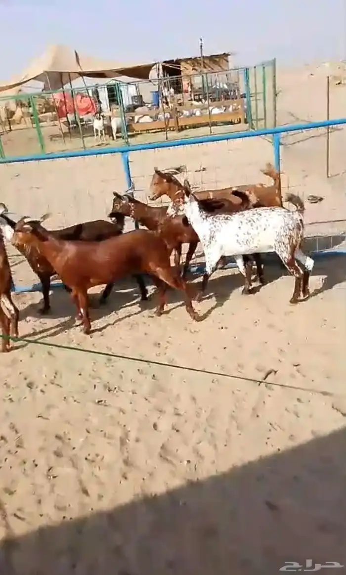 6 جفار جذعات محايليات تأسيس مراح 1