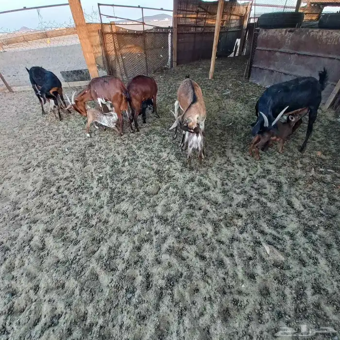 معزا جنوبية خلفات ودفيع مقنوي 14