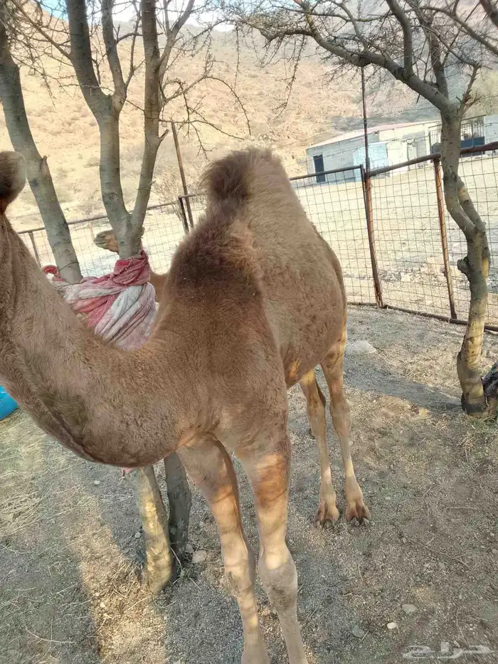 قعود عمره خمس شهور نظيف جدا على الحليب والبرسيم 2