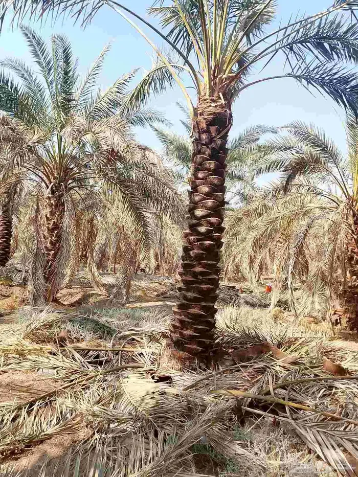 تنظيف النخيل 1