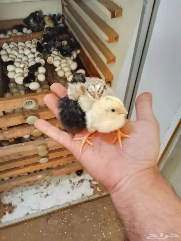 صوص للبيع اللون مختلفه 1