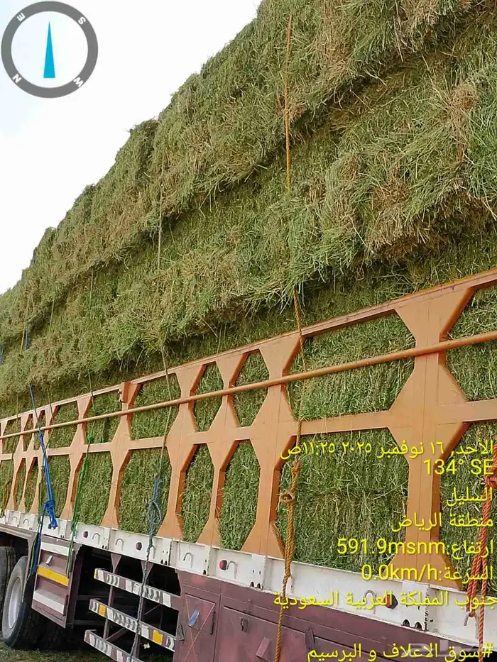 برسيم ناعم ورق اخضر نعناع من مزارع السليل في وادي الدواسر 0