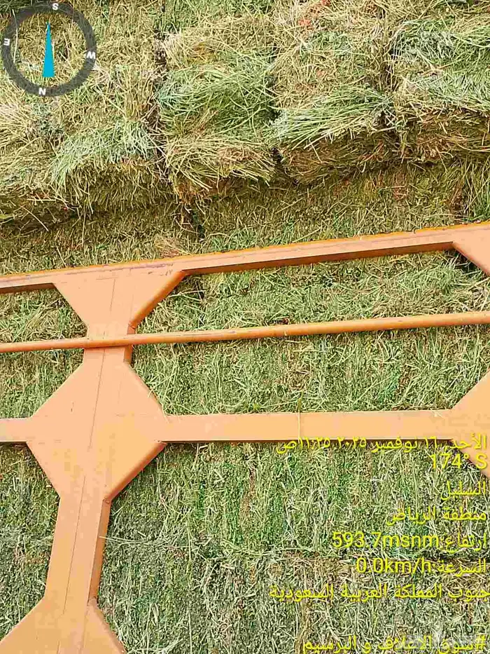 برسيم ناعم ورق اخضر نعناع من مزارع السليل في وادي الدواسر 4