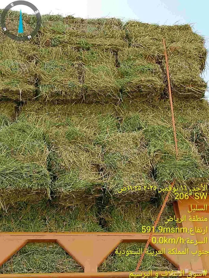 برسيم ناعم ورق اخضر نعناع من مزارع السليل في وادي الدواسر 1