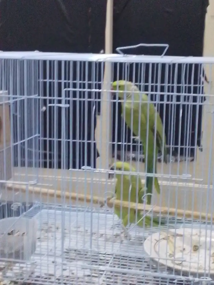 ببغاء الدره الهندي للبيع 0