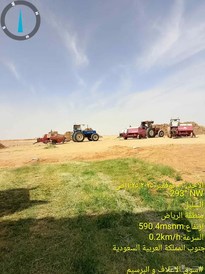 برسيم ناعم ورق اخضر نعناع من مزارع السليل في وادي الدواسر 3