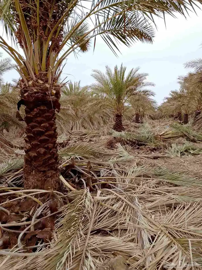 تنظيف النخيل 2