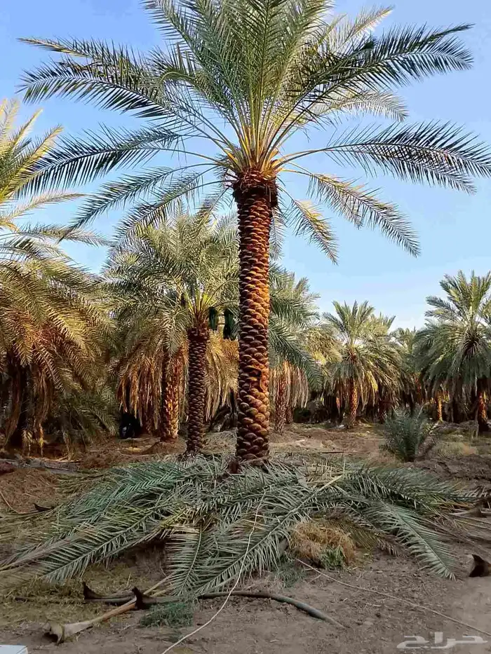 تنظيف النخيل 5