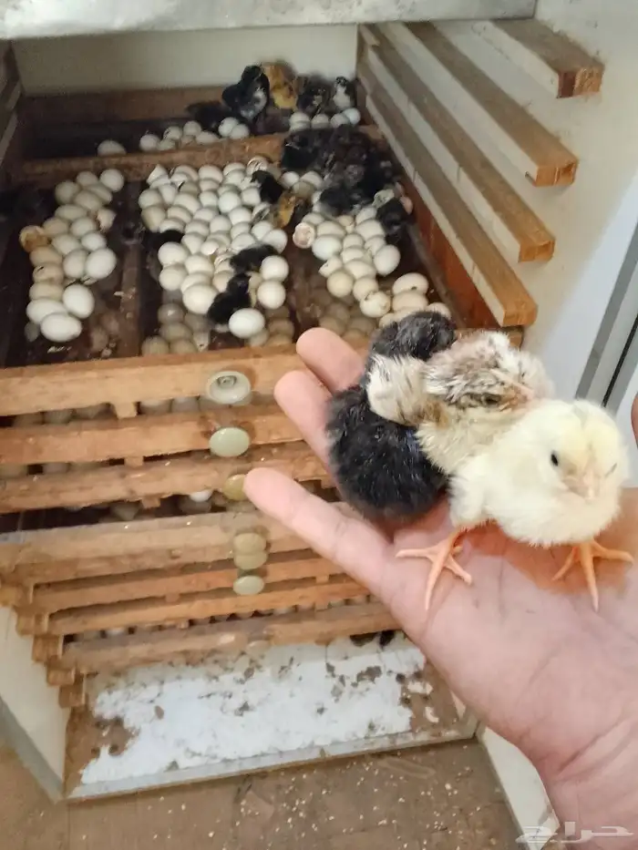 صوص للبيع اللون مختلفه 0