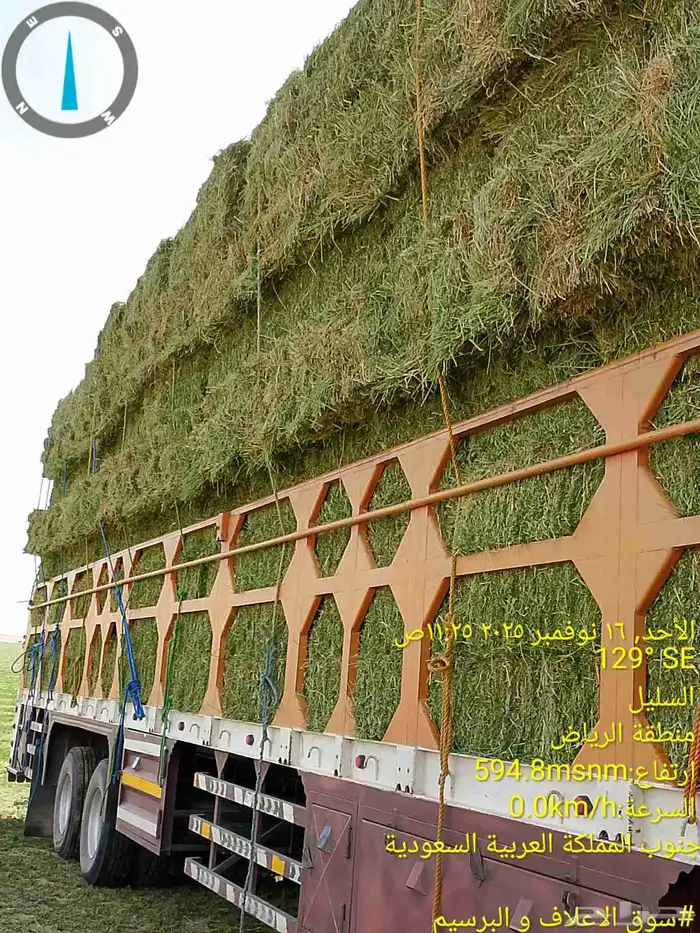 برسيم ناعم ورق اخضر نعناع من مزارع السليل في وادي الدواسر 5