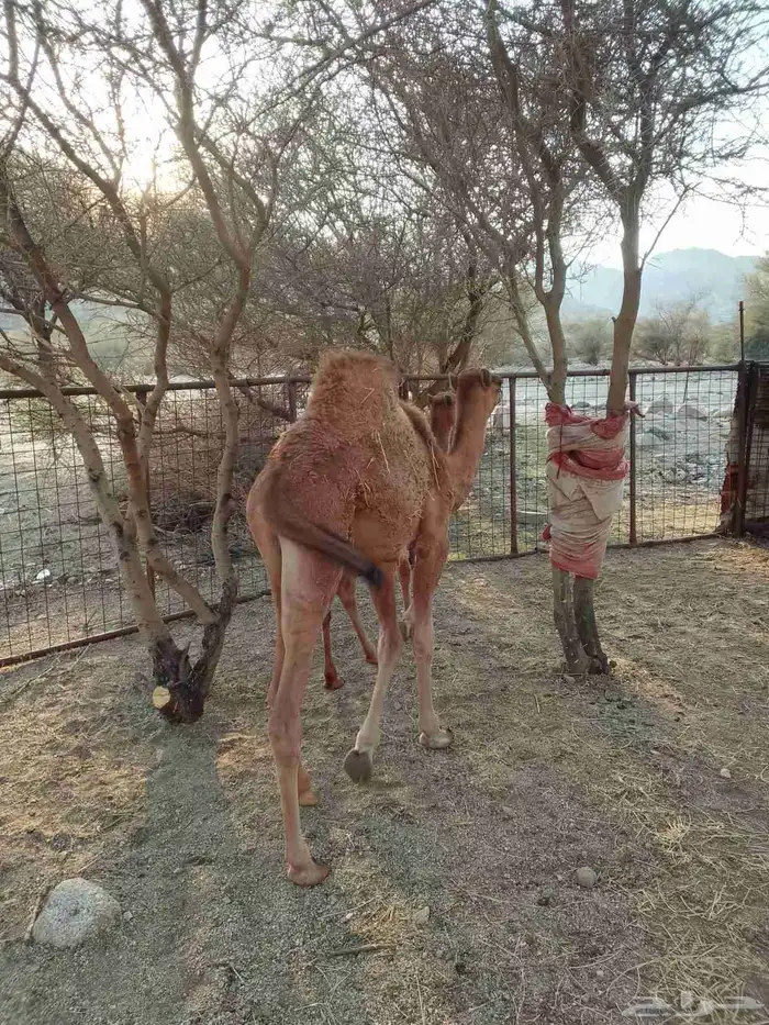 قعود عمره خمس شهور نظيف جدا على الحليب والبرسيم 0