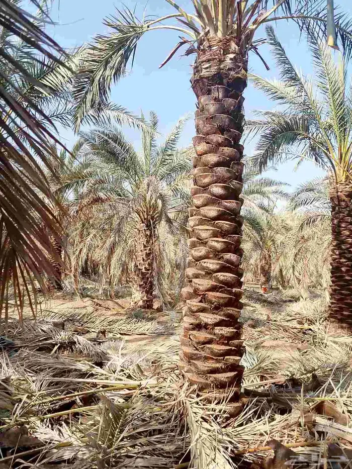 تنظيف النخيل 0