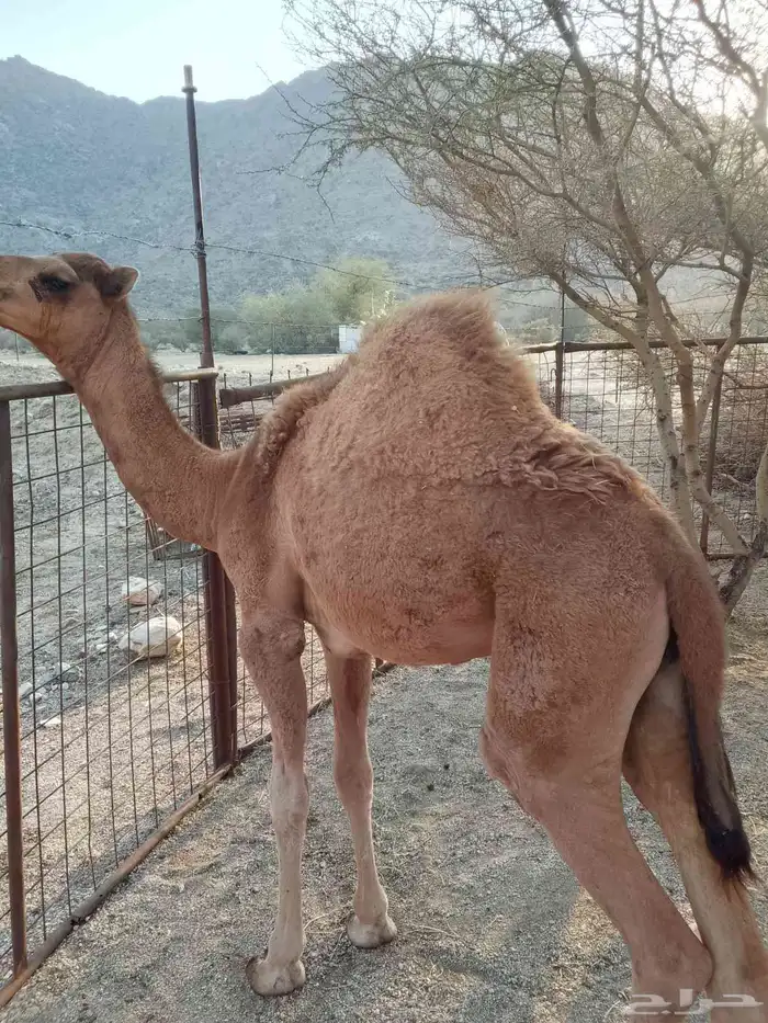 قعود عمره خمس شهور نظيف جدا على الحليب والبرسيم 1