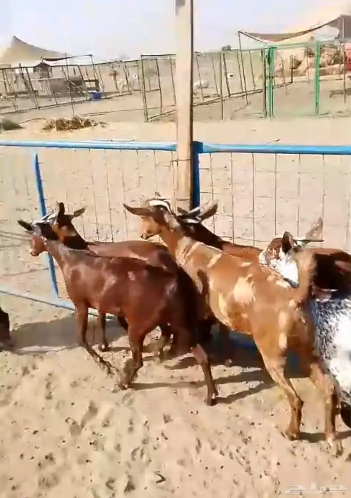 6 جفار جذعات محايليات تأسيس مراح 0