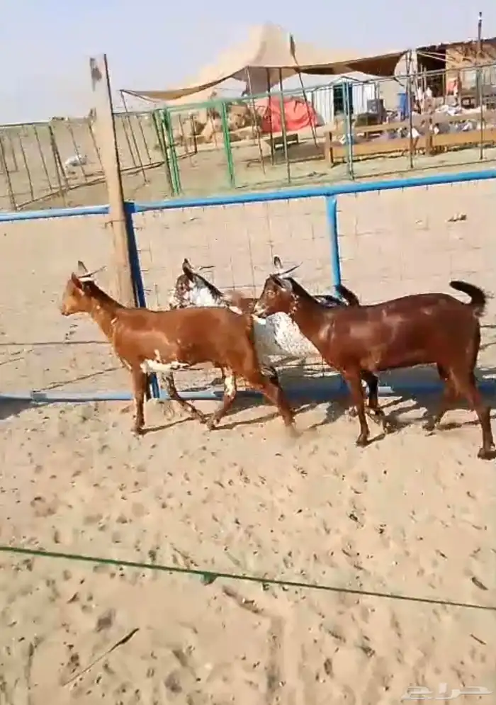 6 جفار جذعات محايليات تأسيس مراح 3