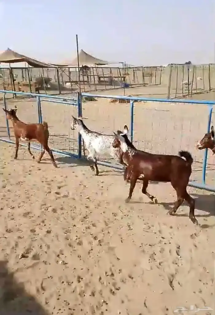 6 جفار جذعات محايليات تأسيس مراح 2